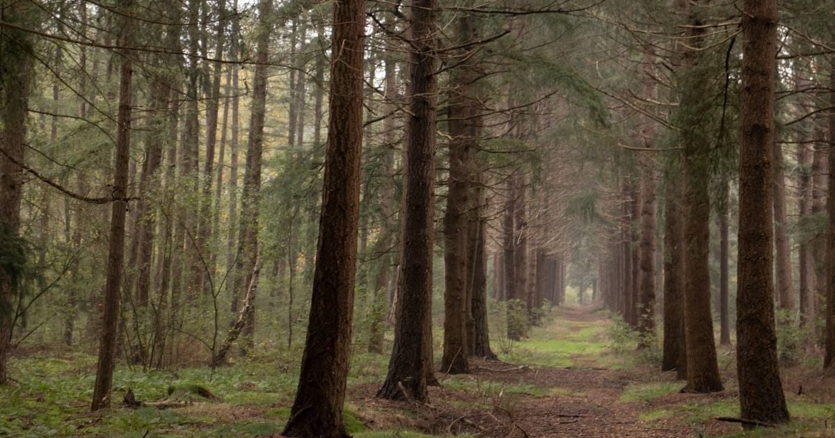 Hup, de natuur in! 5 x mooie natuurgebieden in en rondom Amersfoort