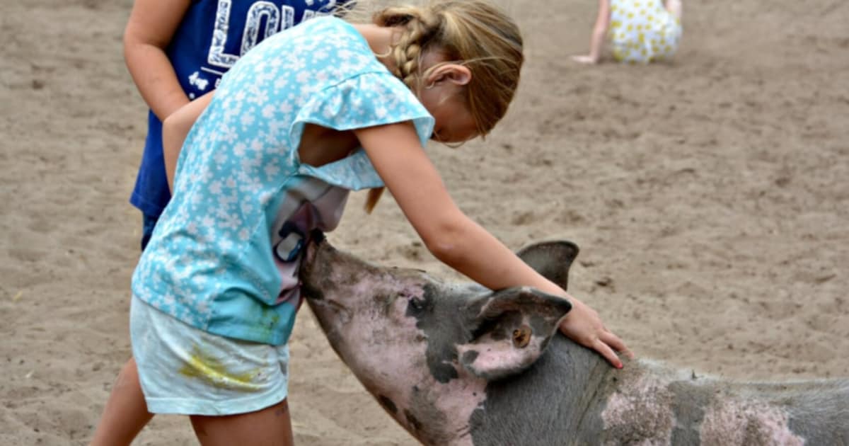 Een kijkje in de stal: deze varkensboerderij vlak bij Den Bosch zet de deuren open