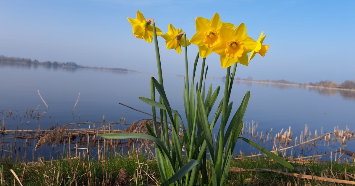 Even nagenieten: 9 x Goudse lenteplaatjes