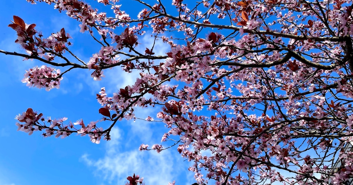 It's raining bloesem! Stuur jouw meest Instagramwaardige foto van de bloesem in Deventer