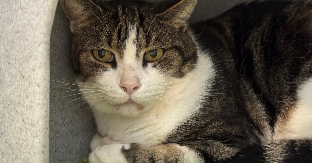 Baasje gezocht! Joey doet zijn eigen ding en is graag buiten