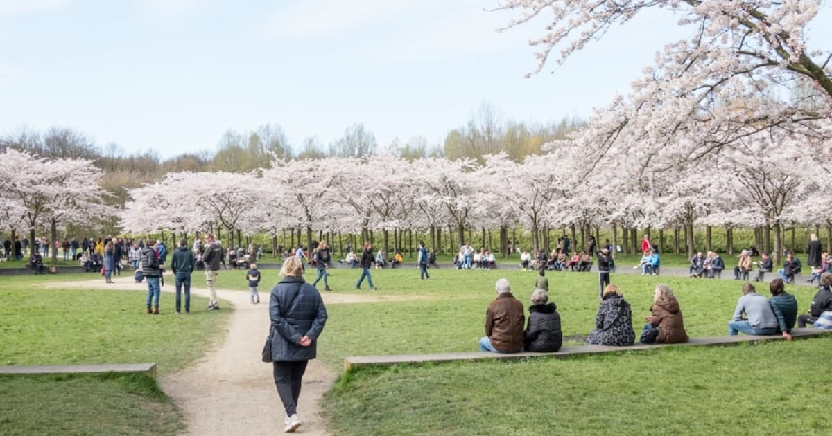 Bloesem in het Amsterdamse bos en groene daken in Zuid: deze verhalen heb je misschien gemist