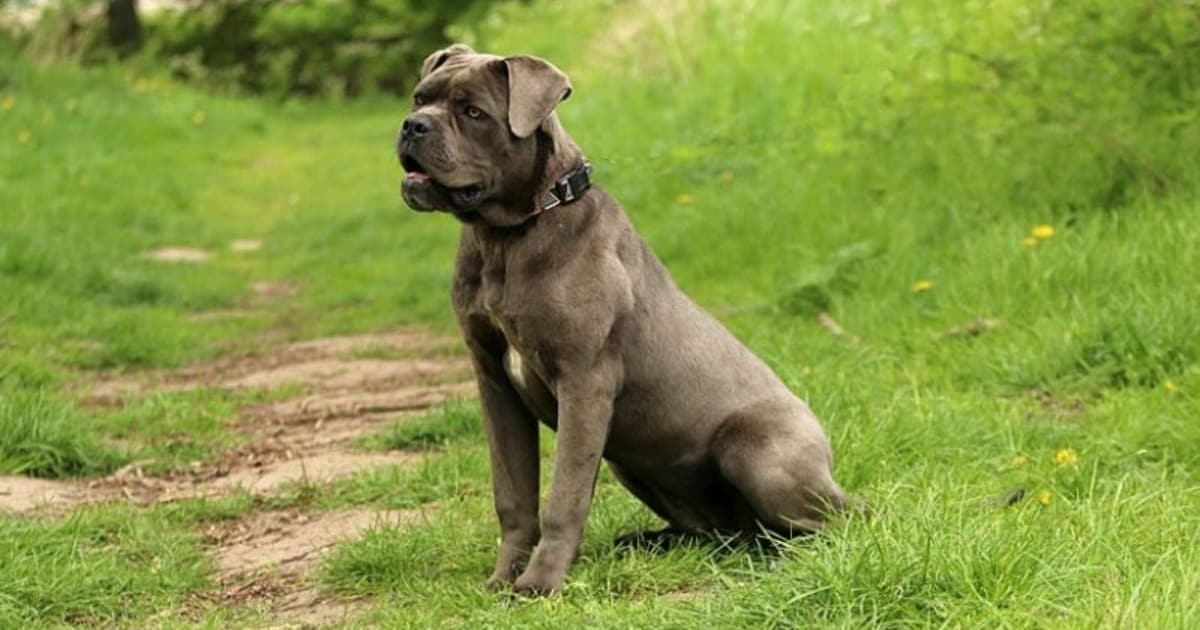 Honden mogen spelen, Ilse deelt uit en meer nieuwtjes uit Almelo