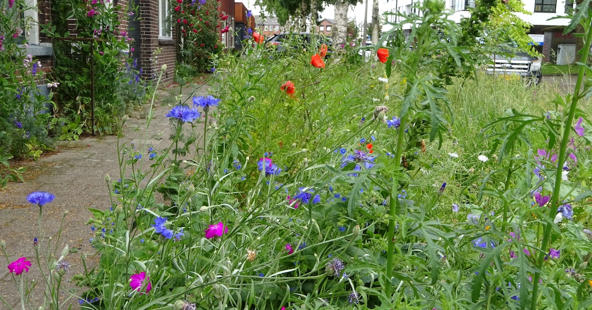 Van saaie grasstrook naar zoemende berm: Guusje uit Hengelo ziet de insecten terugkomen