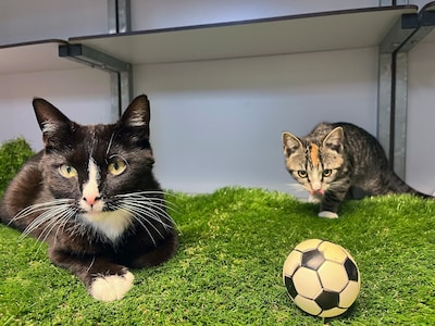 Asielkat: Memphis en haar kitten willen een nieuw thuis scoren
