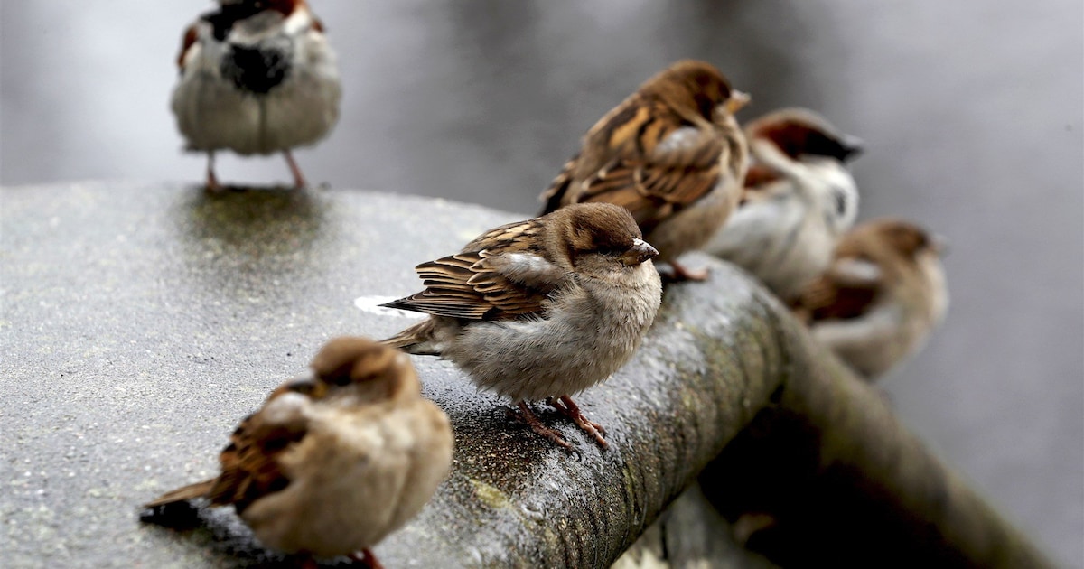 Geen mus of spreeuw: deze vogels zie je het meest in Delft