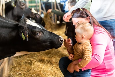 Koeien kiek'n: op deze dag ben je welkom op een boerderij in Arnhem