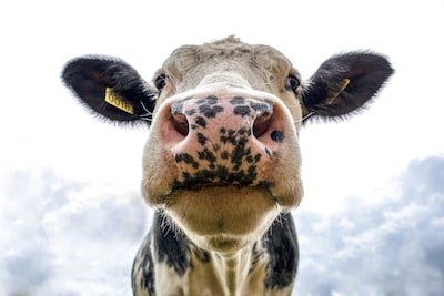 Open Boerderijdagen, nieuwe pilatesstudio en meer nieuwtjes van deze week