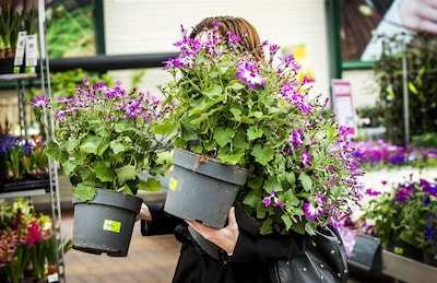 Tegel eruit, groen erin: hier in Tilburg haal je twee gratis planten voor je tuin