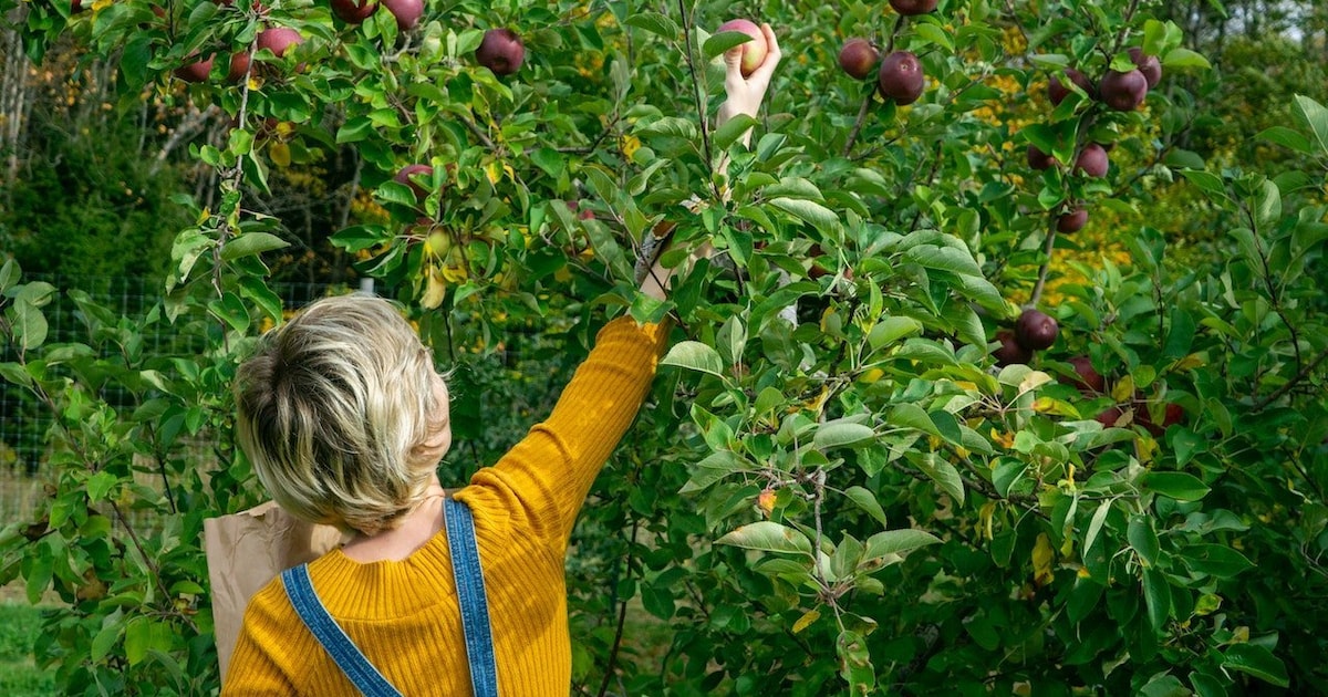 Smullen! Hier in Tilburg scoor je gratis fruit en noten | Regio ...