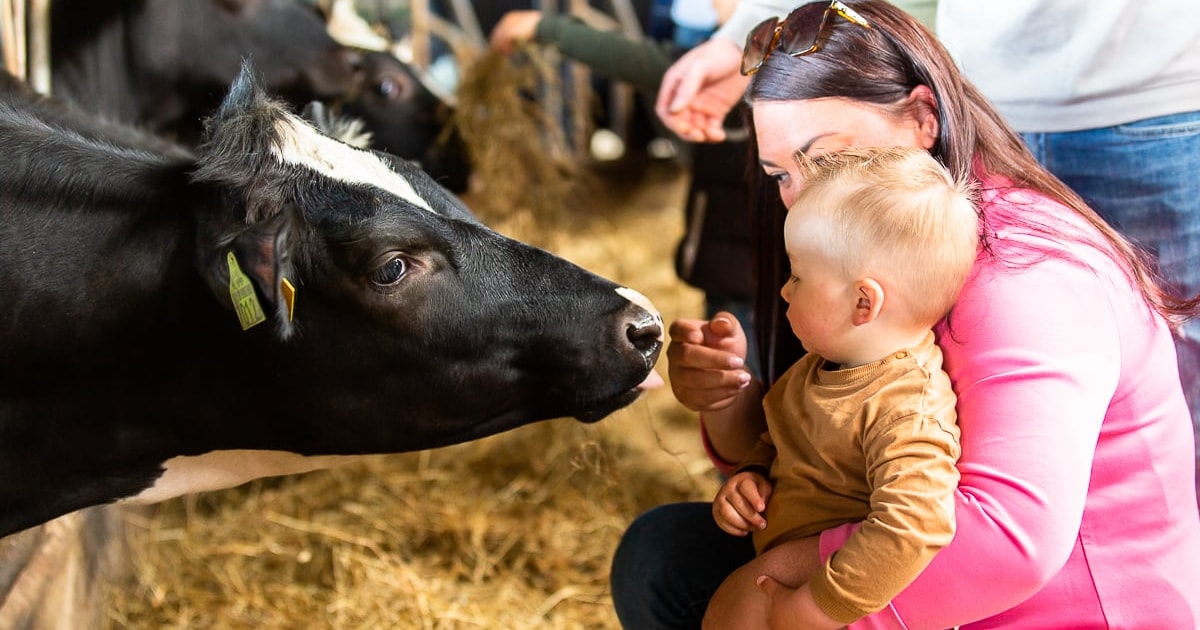 Koeien kiek'n: op deze dag ben je welkom op een boerderij in de buurt van Tilburg