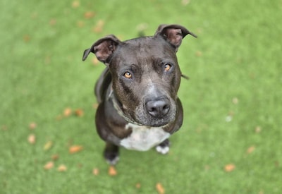 Baasje gezocht! Kammie is een echte mensenhond en verdient een tweede kans
