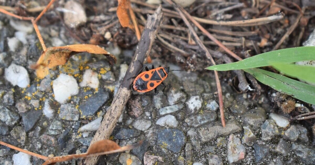 Mysterie opgelost: dit zijn die rode insecten die je veel in Almelo ...