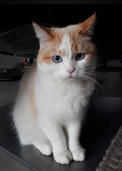 Heb jij Jack, Buddha of Sprinkles gezien? Deze 3 huisdieren worden in Tilburg vermist