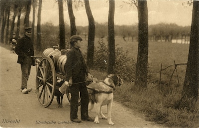 Echt waar: tot 1962 werden honden in Utrecht voor de hondenkar gespannen