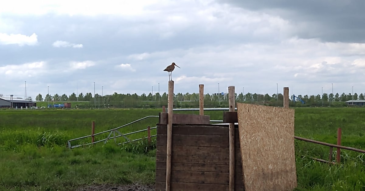 Grutto gespot in weiland naast woonwijk in Woerden (video)