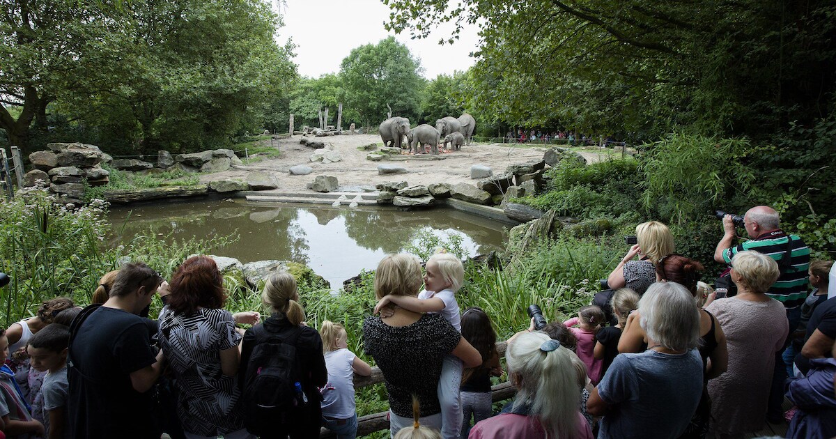 Een nieuwe koers voor Diergaarde Blijdorp: 'We gaan 10 bedreigde ...