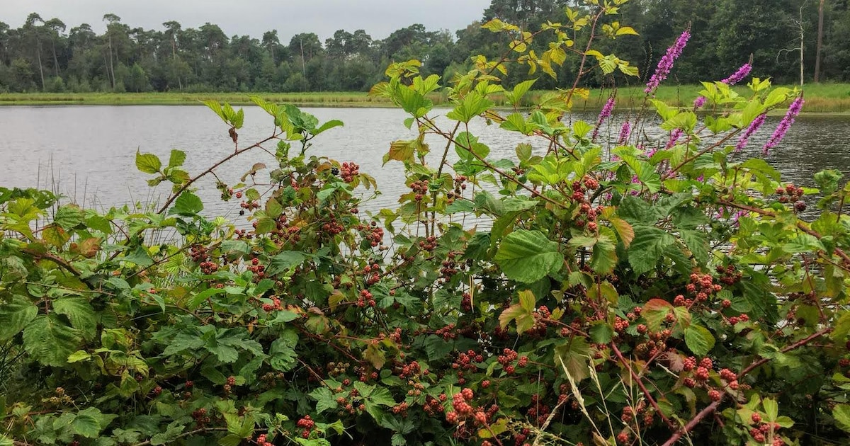 Hup, de natuur in! 5 x mooie natuurgebieden in en rondom Dordrecht