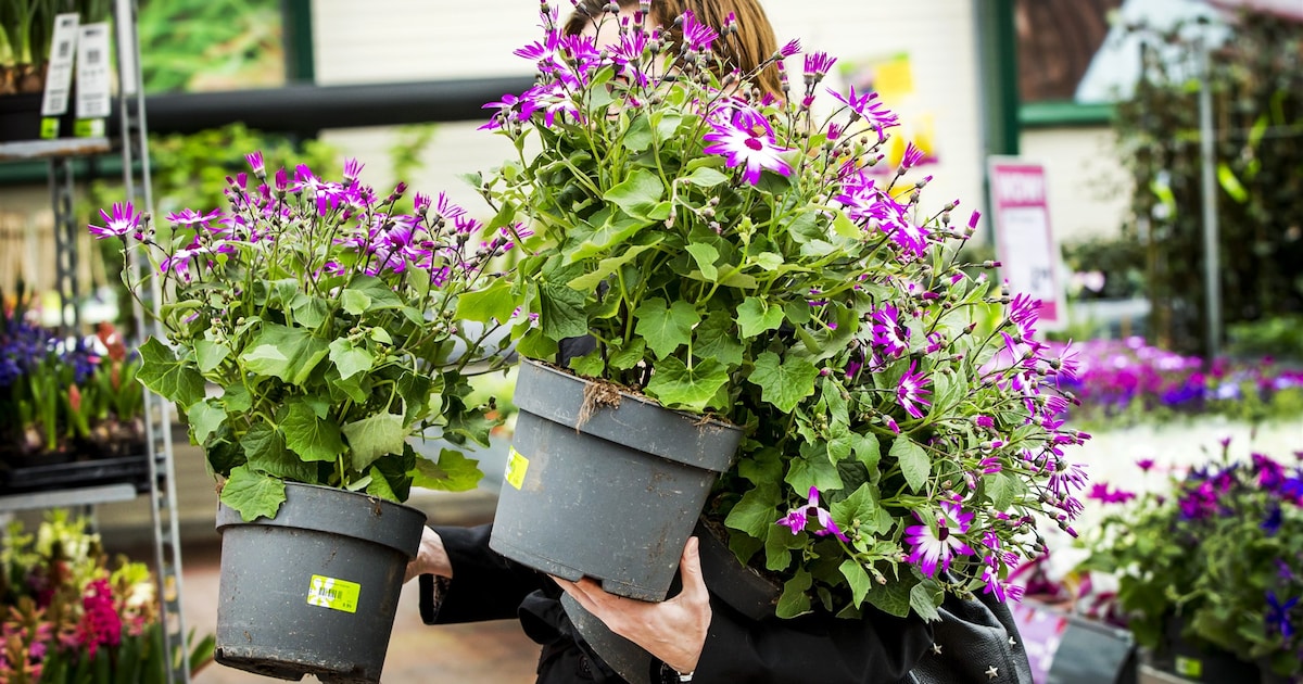 Zo krijg je twee gratis planten voor je tuin in Middelburg