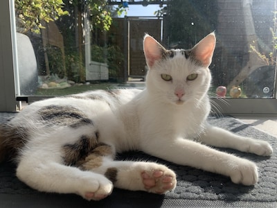 Heb jij Nina of Jip gezien? Deze twee huisdieren worden in Ede vermist