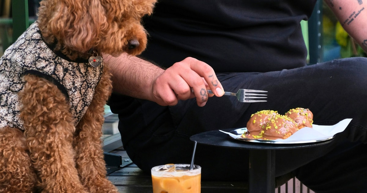 Oproep: in welke Amersfoortse horecazaken zijn honden ook welkom?