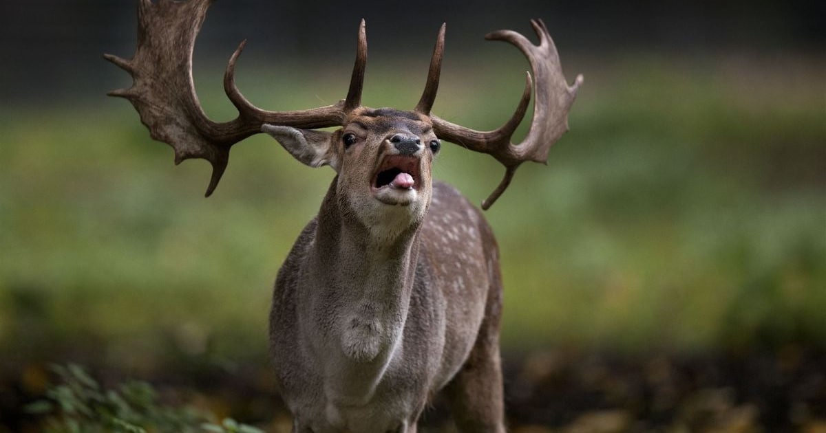 Burlende herten: hier kun je ze (alsnog) live horen en zien