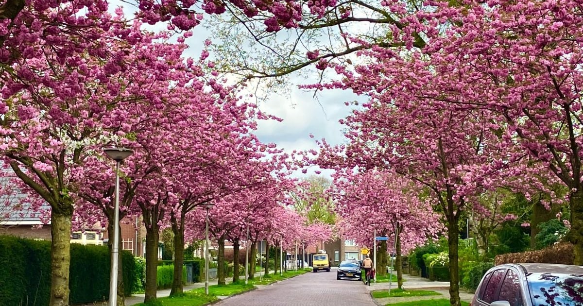 It's raining bloesem! Stuur jouw meest Instagramwaardige foto van de bloesem in Enschede