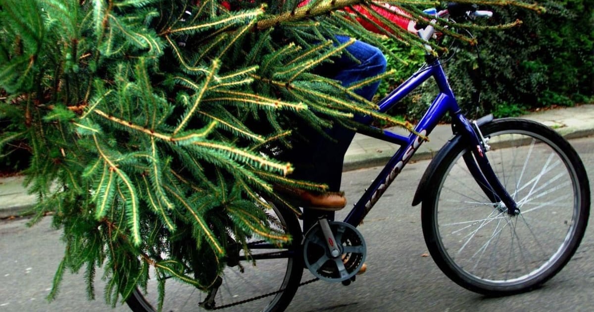 Oh denneboom, oh denneboom! 9 x hier in Zwolle koop je een kerstboom