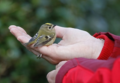 Vogeltje gevonden in Amsterdam? Dit moet je wel (en niet) doen volgens Vogelbescherming