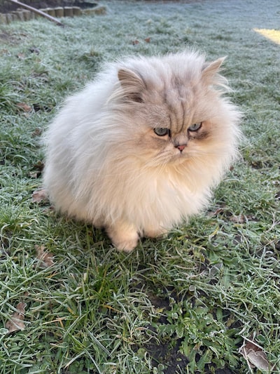Heb jij Sky, Pepper of Kitten gezien? Deze drie huisdieren worden in Almelo vermist