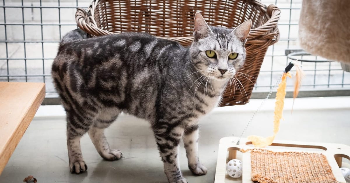 Heb jij Jip, Roosje of Sjonnie gezien? Deze zes huisdieren worden in Apeldoorn vermist
