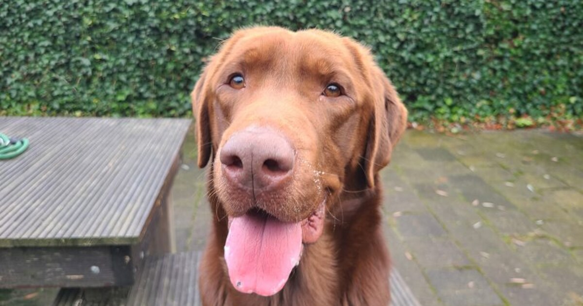 Asieldier: labrador Flash wil alles tegelijk en daarom vooral een ...