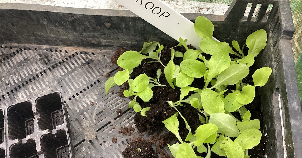 Stekje, struikje, siergrasje over? Kom ruilen op deze plantenruilmarkt in Doetinchem