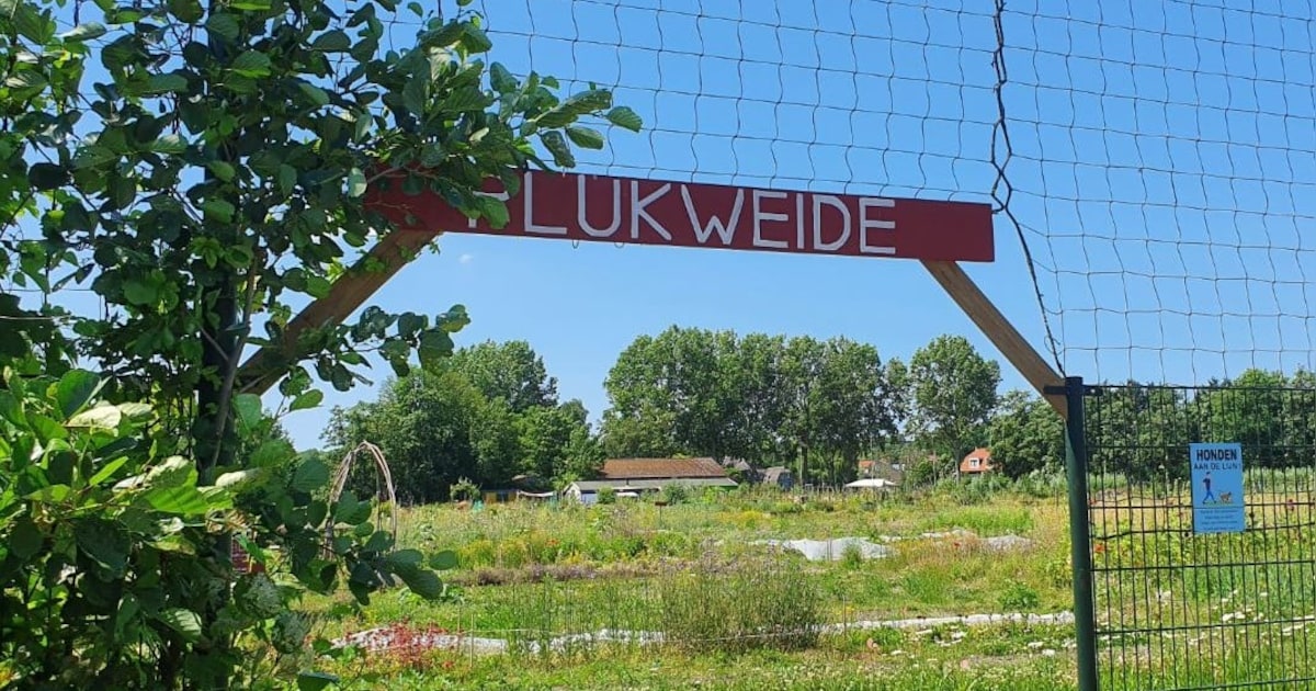 Bossie bloemen: bij deze Bredase pluktuinen kun je zelf plukken | Regio ...