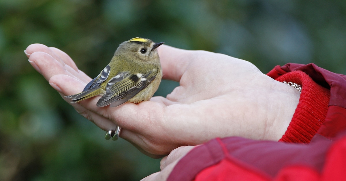 Vogeltje gevonden in Woerden? Dit moet je wel (en niet) doen volgens Vogelbescherming