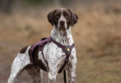 Asieldier in het zonnetje: knuffelkont Franciscus zoekt een thuis