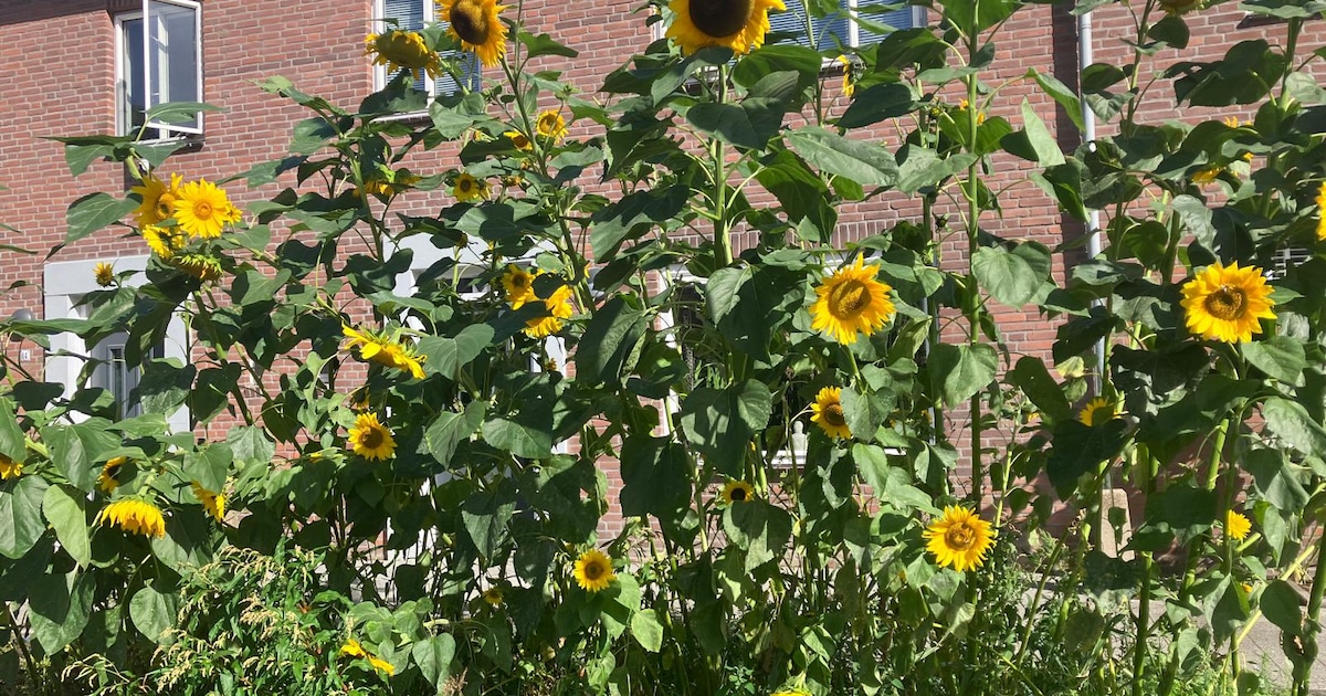 Gespot: een Tilburgse straat vól zonnebloemen