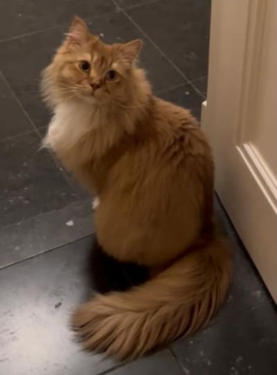 Heb jij Koekie, Bellamy of Rabbit gezien? Deze vier huisdieren worden in Zwolle vermist
