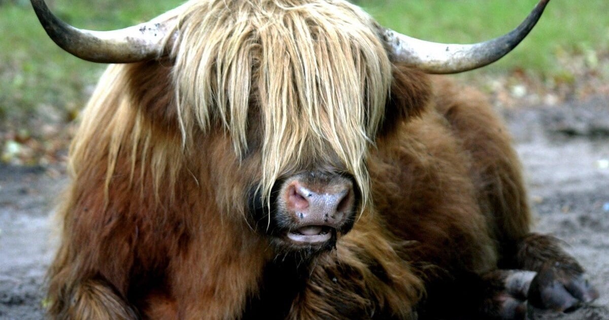 Mysterie: hoe komen die Schotse Hooglanders eigenlijk in Tilburg?