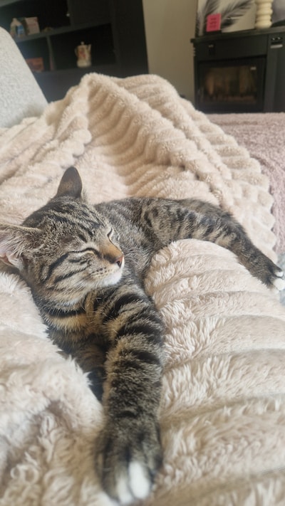 Heb jij Sheevah of Baloe gezien? Deze twee huisdieren worden in Enschede vermist