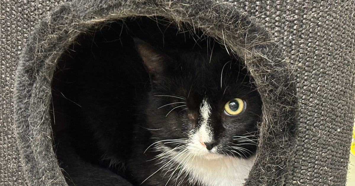 Kater Cyclops heeft één oog en een groot hart