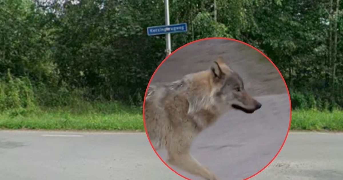 ‘Loopt daar nu een wolf?’: dit is hoe het zit