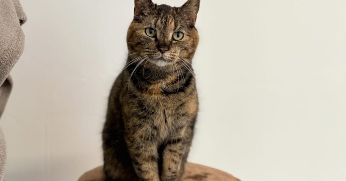 Seniorpoes Hecate (13) laat steeds vaker zien hoe lief en aanhankelijk ze is