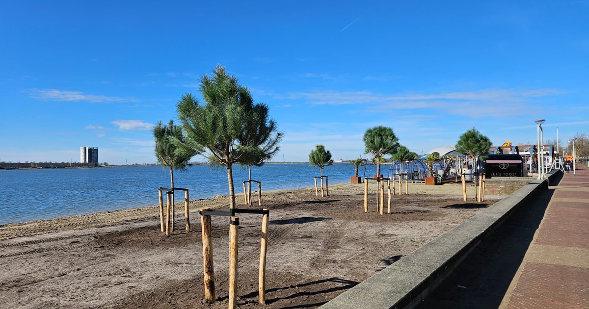 Aha: daarom staan er ineens bomen op het Bergse strand
