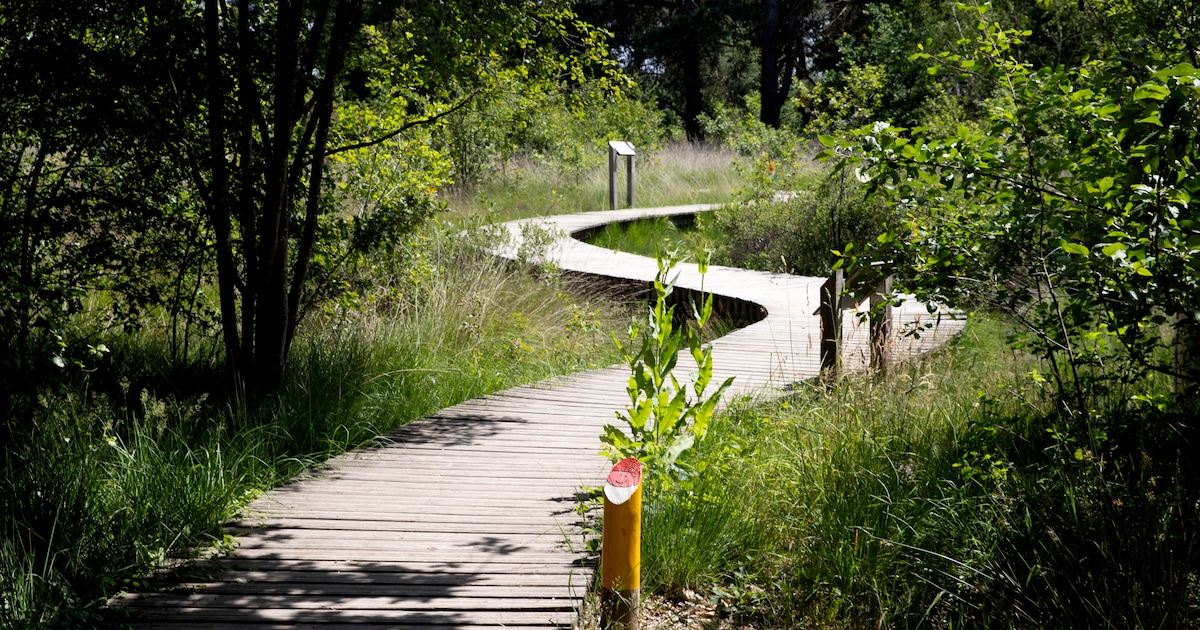 Hup, de natuur in! 5 x mooie natuurgebieden in en rondom Helmond