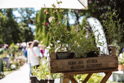 Van cactus tot bloembol: op deze data bezoek je de plantenmarkt bij Trompenburg