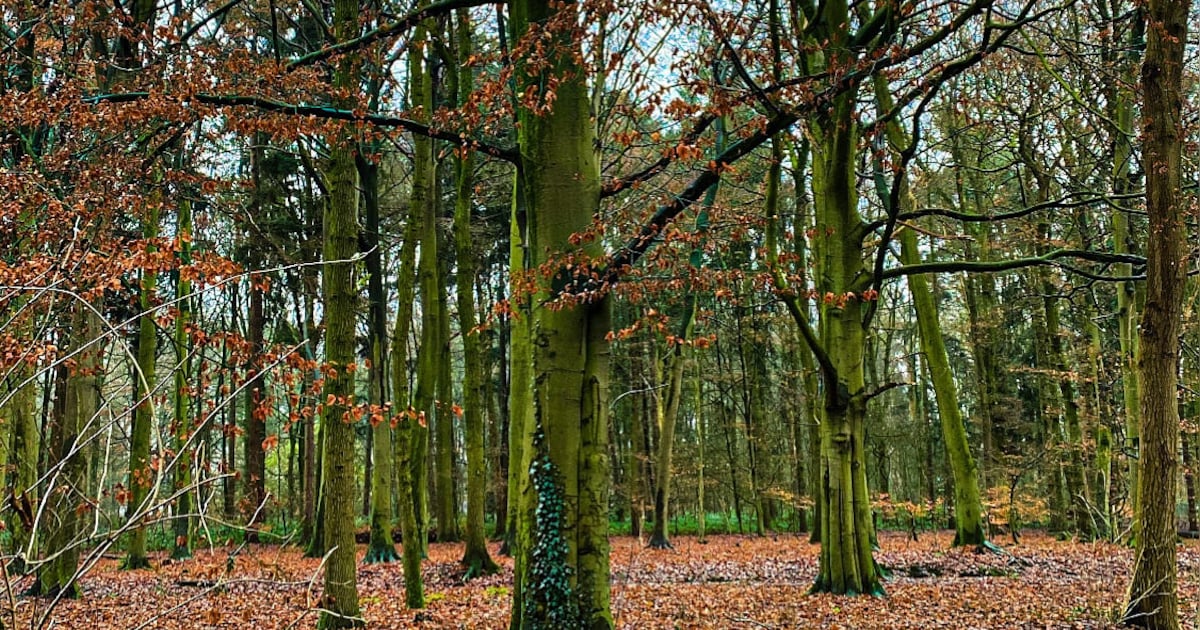 Hup, de natuur in! 5 x mooie natuurgebieden in en rondom Hengelo