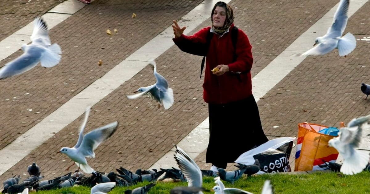 MAG DAT: duiven en meeuwen voeren in Haarlem?