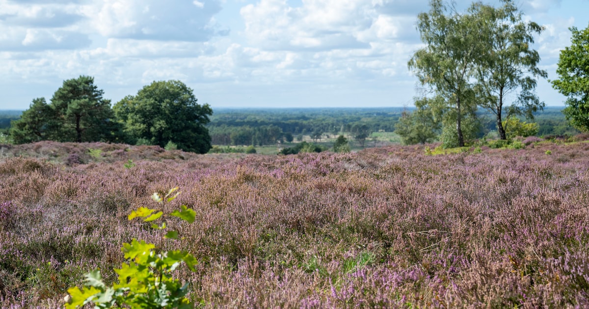 Hup, de natuur in! 5 x mooie natuurgebieden in en rondom Deventer