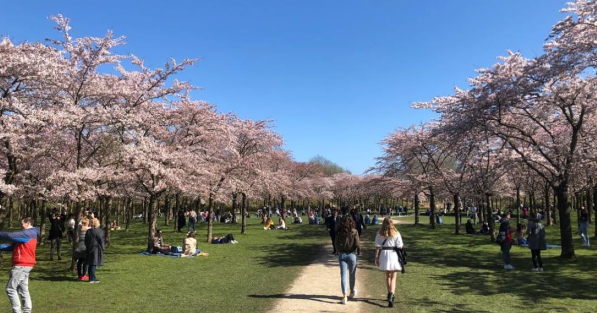 Yes! Deze week gaat het los met de Japanse kersenbloesem in het Amsterdamse Bos